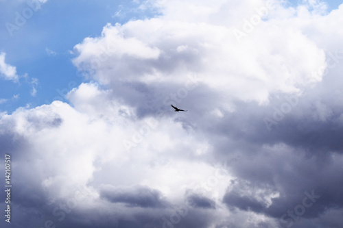 Vogel vor blauem Himmel mit Wolken