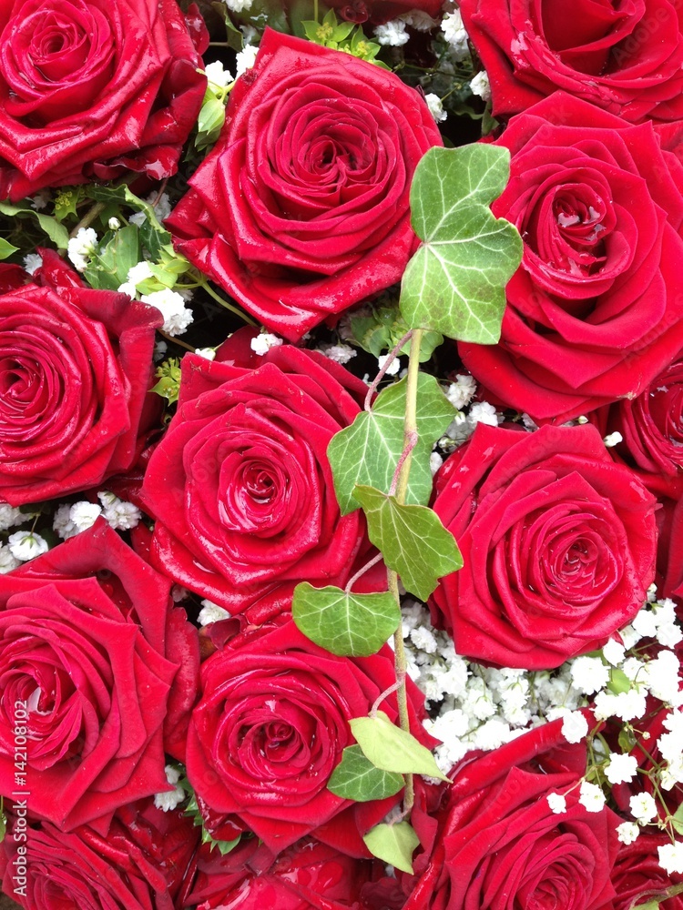 Red roses close-up Red roses close-up