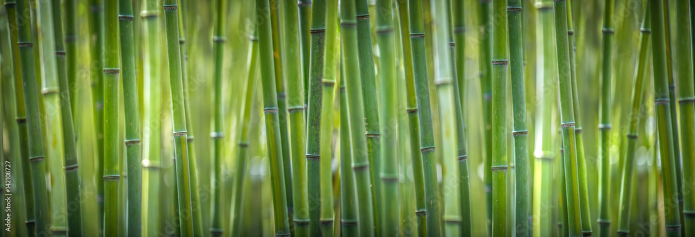 Fototapeta bambusowe szerokie pano