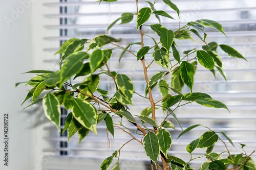 Ficus Benjamina. House plant. photo