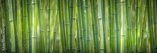 Obraz  z motywem bamboo wide pano