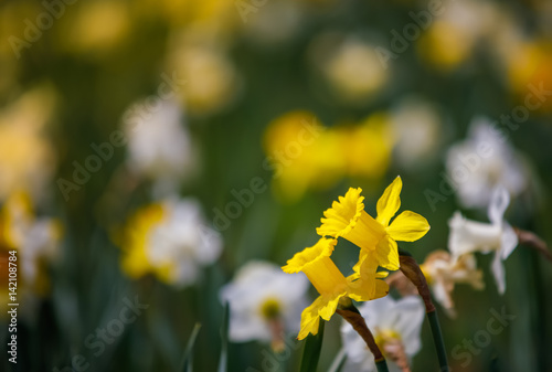 daffodil in flower garden photo