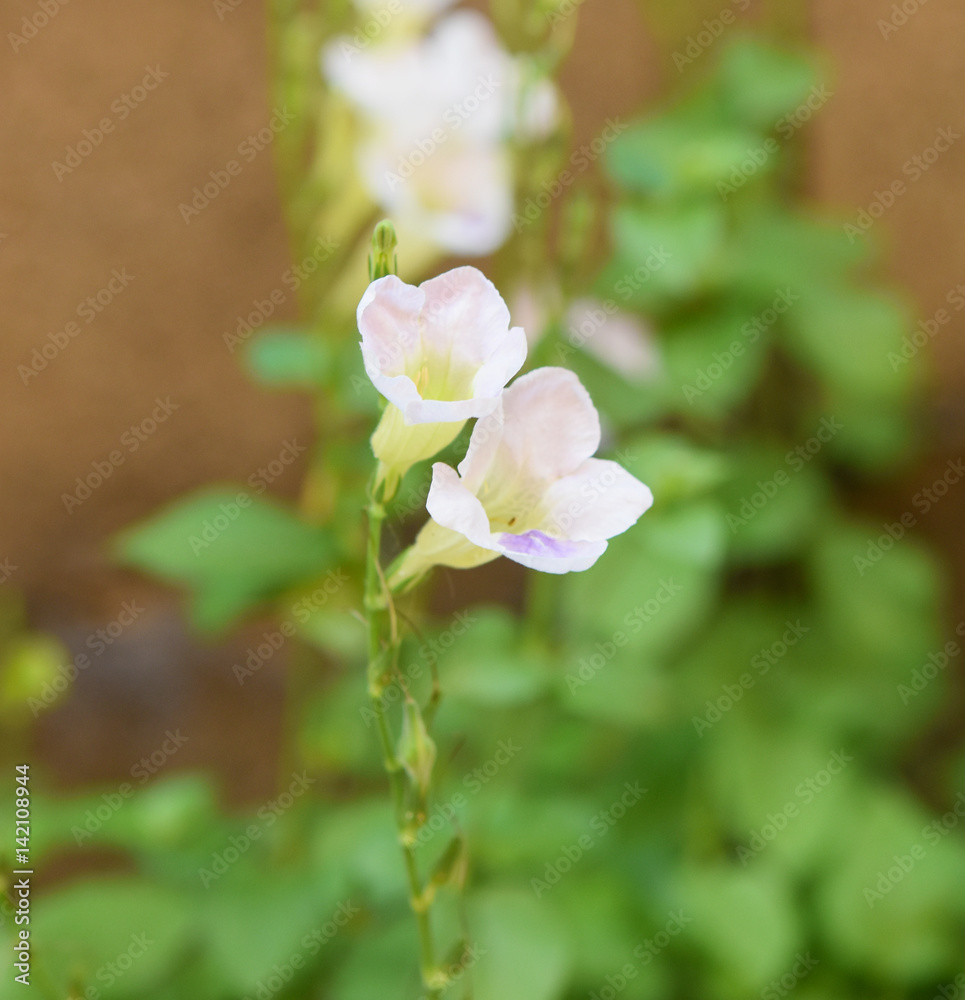 Obraz premium ivy gourd flower
