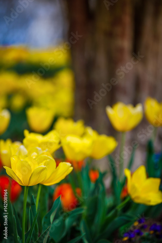 tulip garden yellow photo