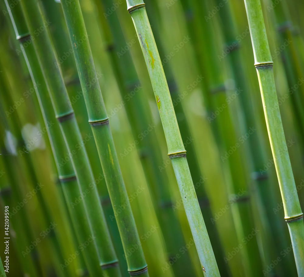 Fototapeta premium bamboo sqaure