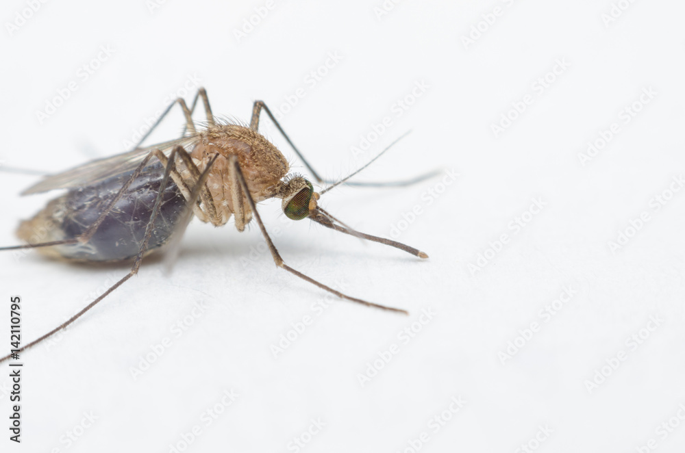 macro close up mosquito on white paper. macro close up mosquito on white paper.