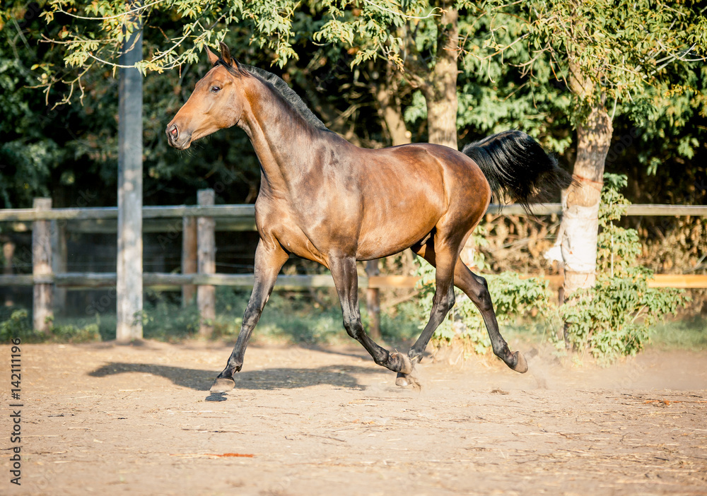 Fototapeta premium The horse is riding beautifully on the loose