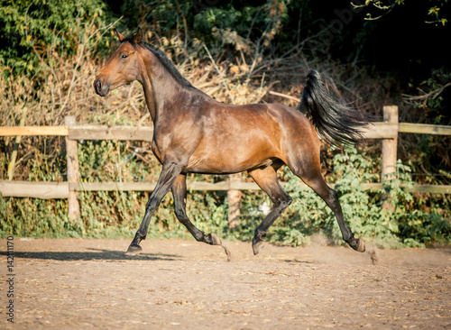 The horse is riding beautifully on the loose