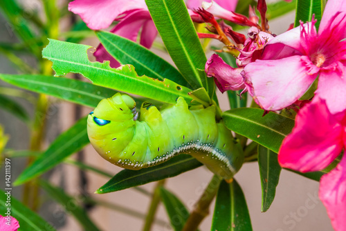 Green Caterpillar [Daphnis nerii] on Sweet Oleander [Nerium oleander]