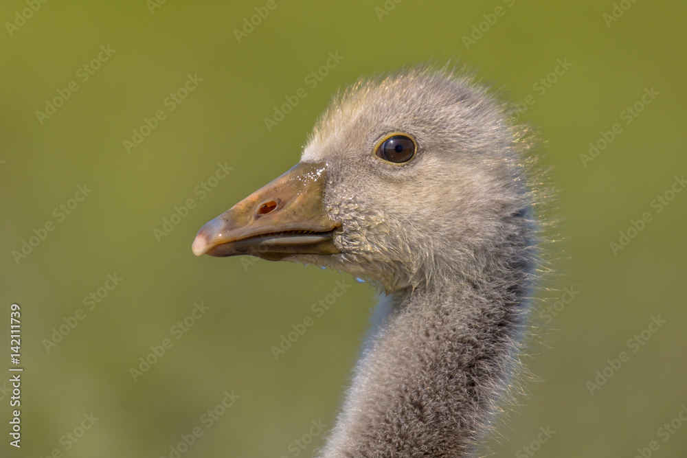 Fototapeta premium Cute Head of Greylag goose chick