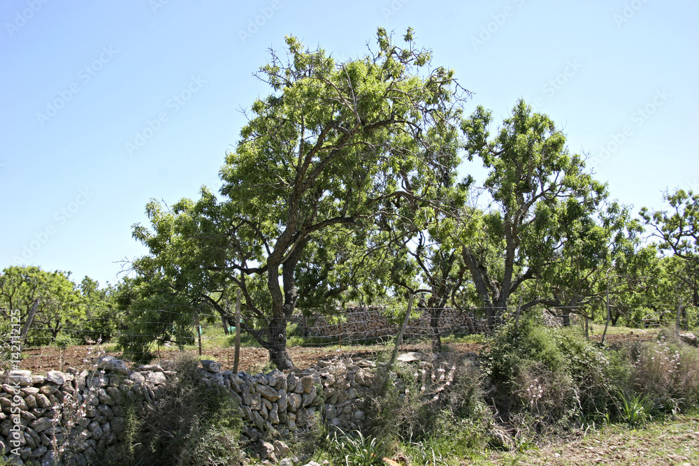 Landscape with trees at Arta, Mallorca, Balearic Islands, Spain, Europe Landscape with trees at Arta, Mallorca, Balearic Islands, Spain, Europe