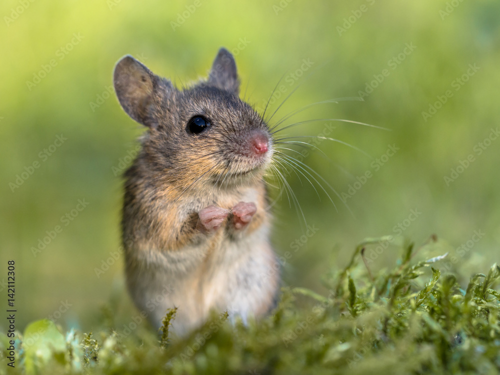Erect sitting Wood mouse in begging position Erect sitting Wood mouse in begging position