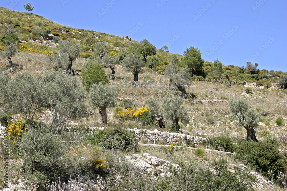 Landscape with olive trees at Arta, Mallorca, Balearic Islands, Spain, Europe