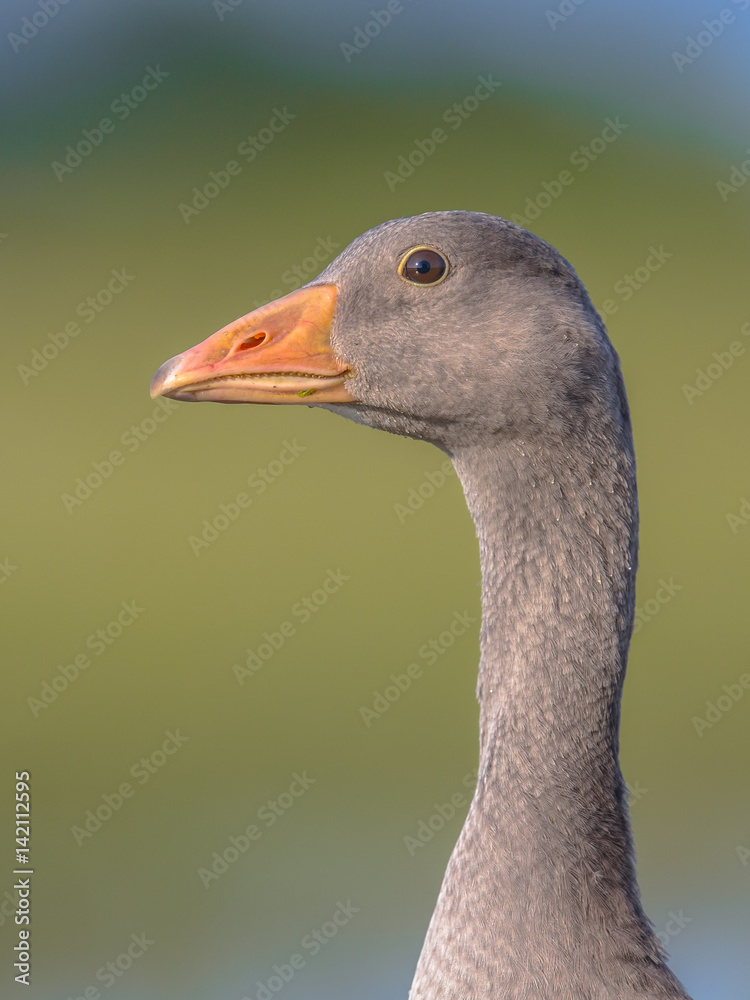 Fototapeta premium Friendly bird Head of Greylag goose