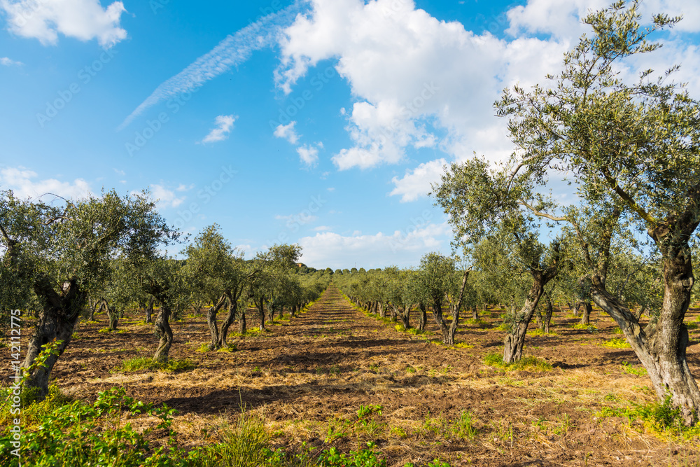 Olive trees in Sardinia