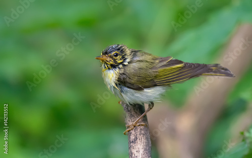 Very wet Wood Warbler posing and drying herself on a branch 