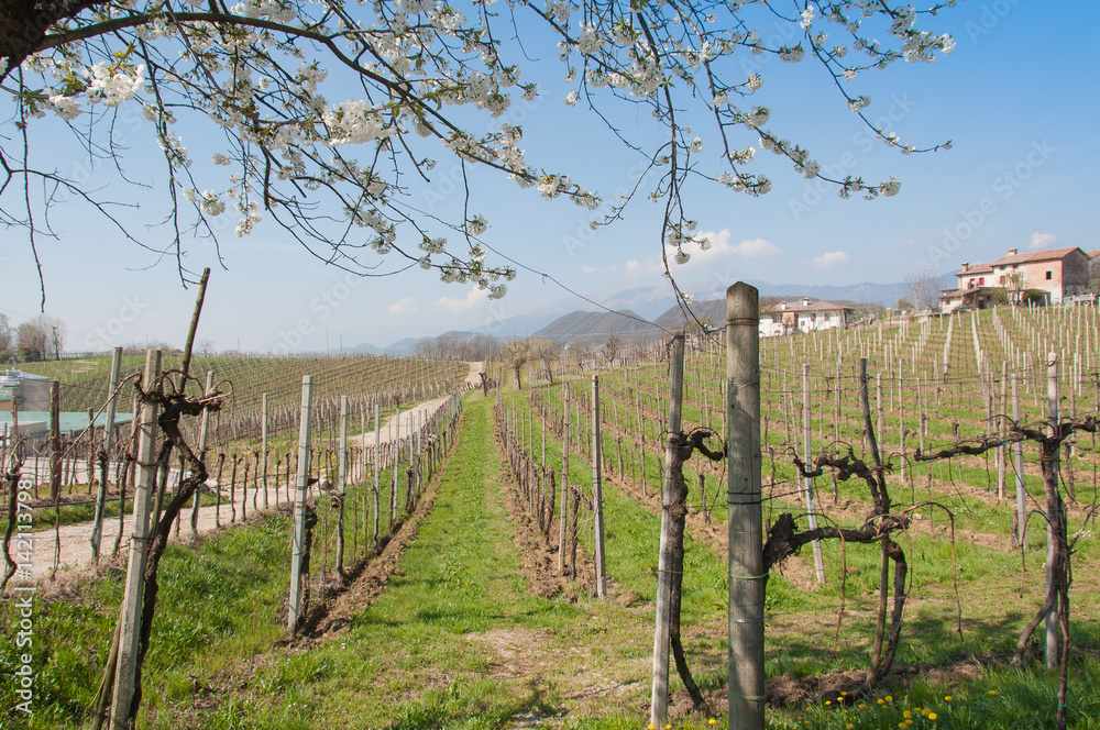 Obraz premium Springtime landscape in prosecco vineyard hills