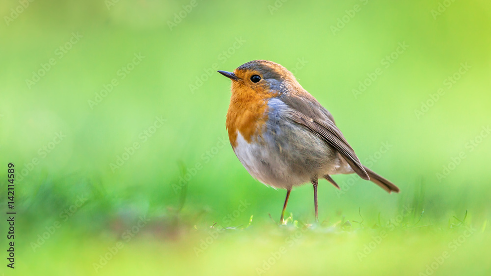Fototapeta premium Robin with bright green background