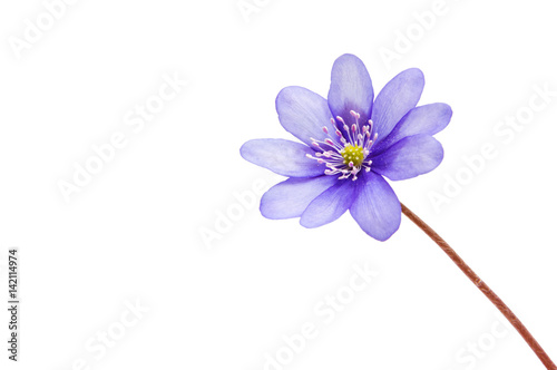 Hepatica Nobilis - first Spring flower