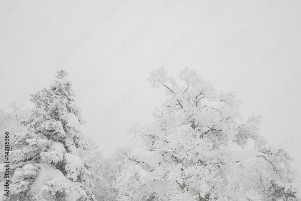 Tree covered with snow on winter storm day in forest mountains . Tree covered with snow on winter storm day in forest mountains .