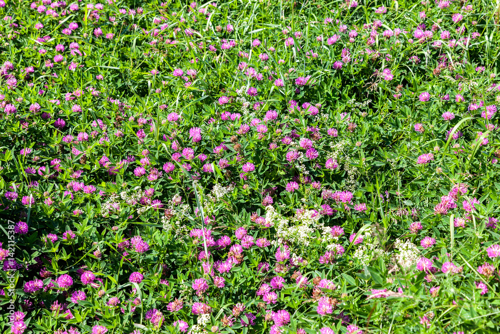 Flowers of a red clover on a meadow. Wild flowers as background