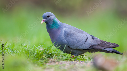 Stock dove in a lawn © creativenature.nl
