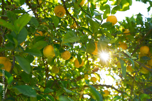 Fotografi Valencia lemon tree at Turia park gardens