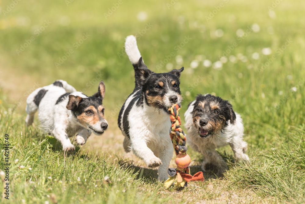 drei Hunde spielen und rennen in der Wiese- Jack Russell Terrier