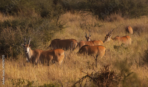 Fototapeta Naklejka Na Ścianę i Meble -  antelope walk