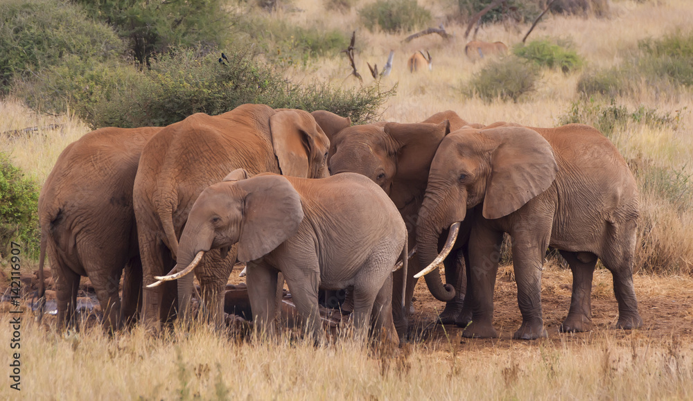 herd of elephants