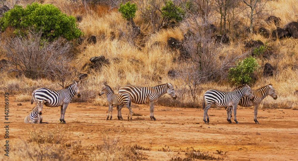 Obraz premium Zebra walking in Kenya