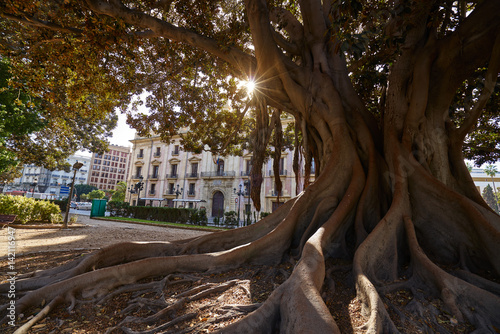 Valencia Glorieta park big ficus tree Spain photo