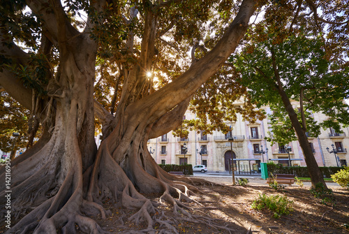 Bilde på lerret Valencia Glorieta park big ficus tree Spain