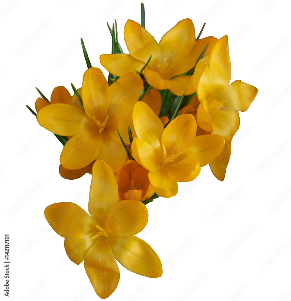 Crocus (Latin Crocus), or saffron, yellow