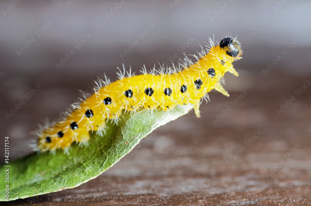 Yellow Caterpillar With Black Dots On Leaf foto de Stock Adobe Stock