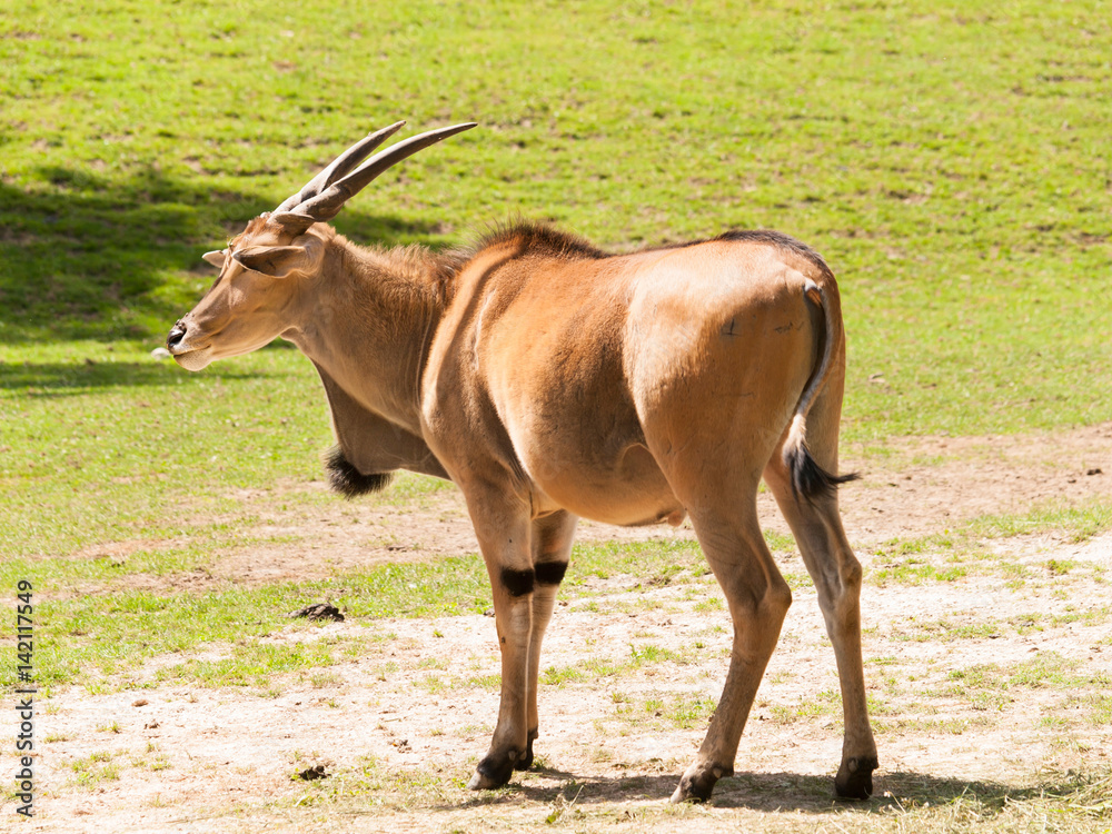 Taurotragus oryx - Second larges antelope in the world Taurotragus oryx - Second larges antelope in the world