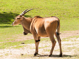 Taurotragus oryx - Second larges antelope in the world