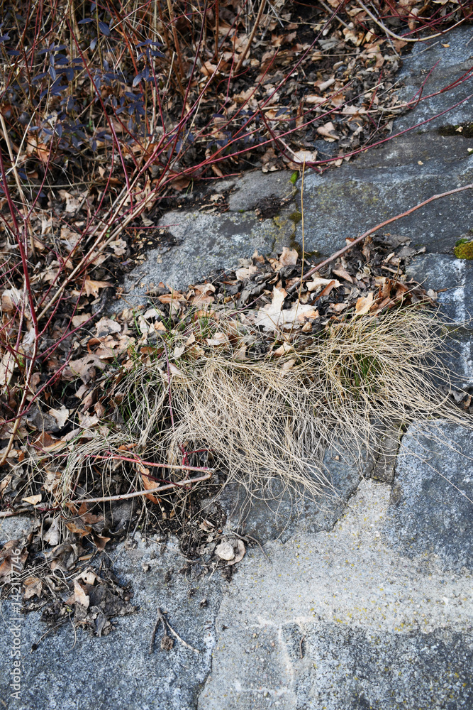 Fototapeta premium vertrocknetes Gras und Blätter auf Stein
