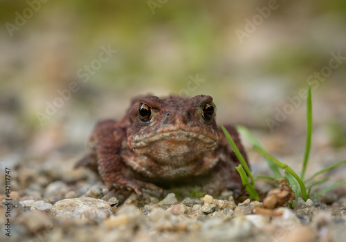 The common toad, European toad Bufo bufo, front view