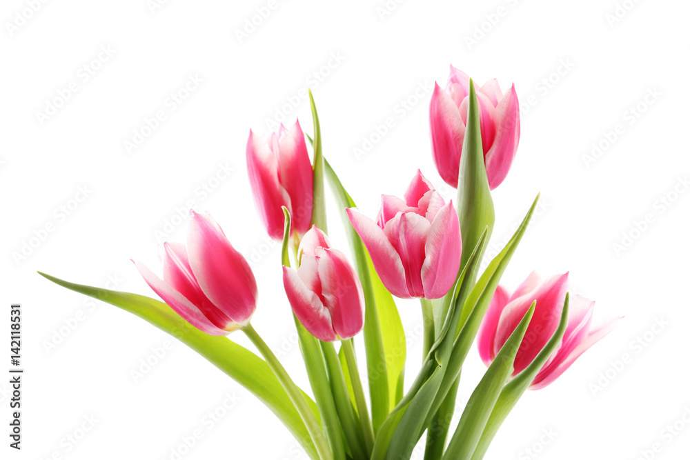 Bouquet of pink tulips isolated on a white Bouquet of pink tulips isolated on a white