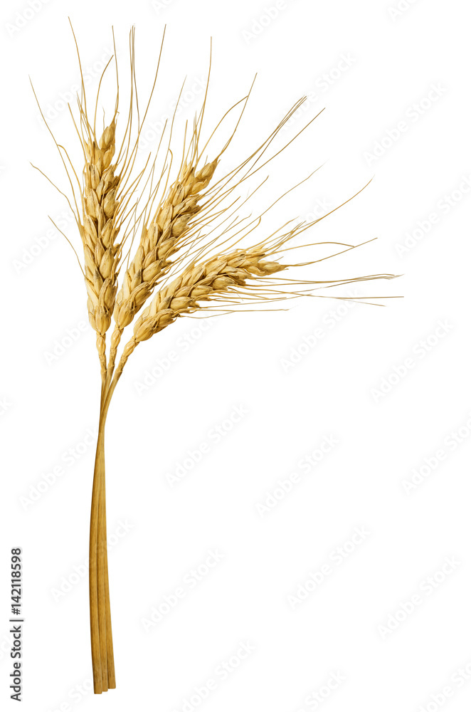 spikelets of wheat isolated on white spikelets of wheat isolated on white