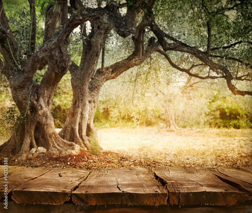 Olive tree with table