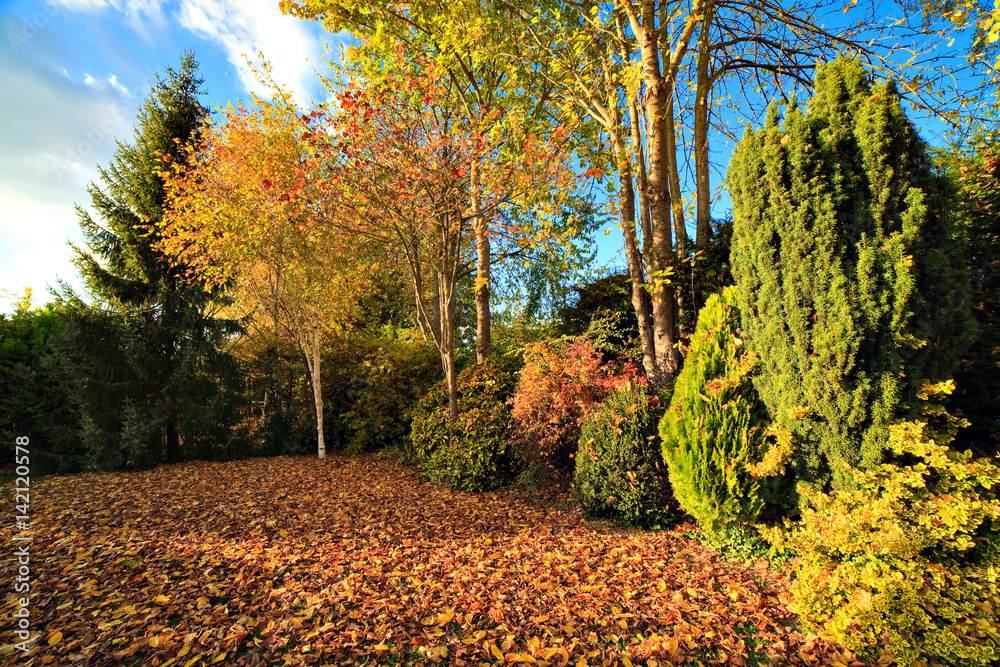 Naklejka premium Jardin en automne 