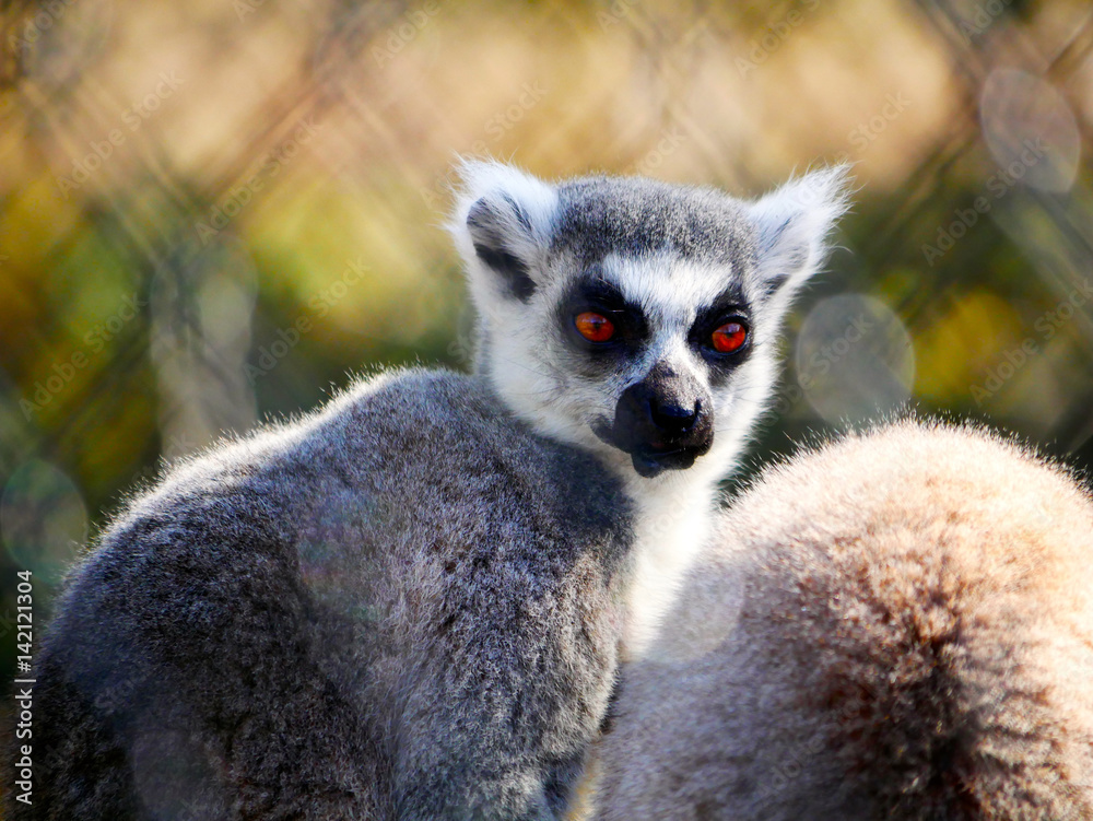 Obraz premium lémur catta