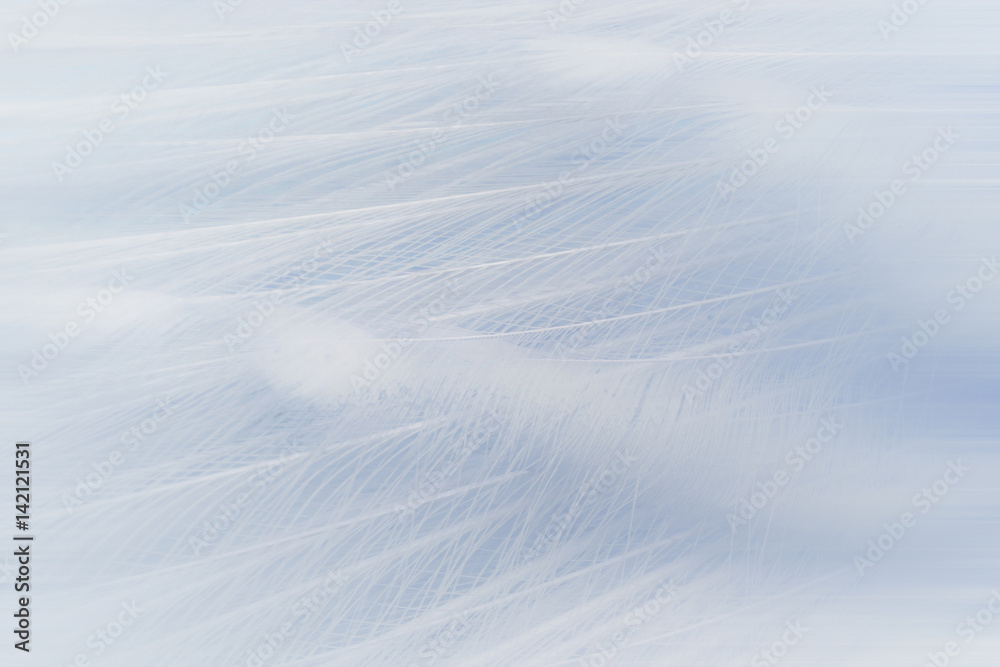 Fototapeta premium Peacock wings background