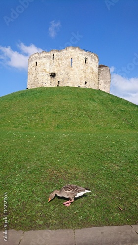 Goose in front of Clifford's Tower York City Yorkshire UK photo