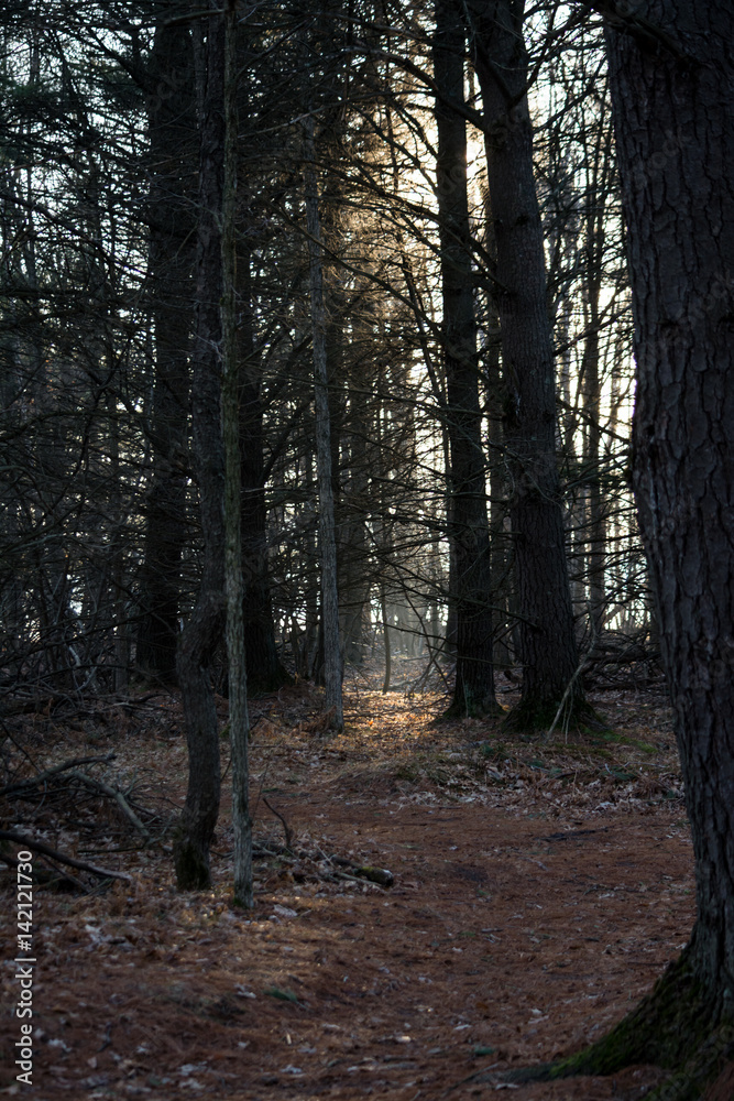 Obraz premium sunrays