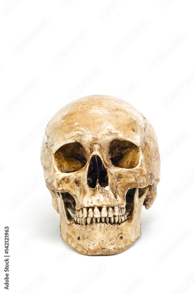 Front view of human skull isolated on white background Front view of human skull isolated on white background