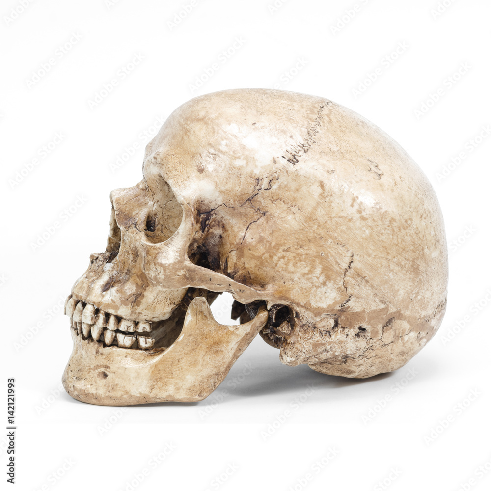 single human skull isolated on white background single human skull isolated on white background