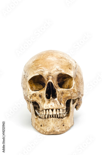 Front view of human skull isolated on white background